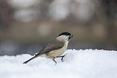 Chickadee (Poecile palustris) on the ground on snow with a sunflower seed in its beak in winter, Vosges countryside near Gérardmer, France