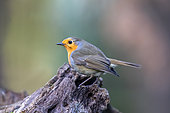 House robin (Erithacus rubecula) on a stump used as a bird feeder in winter, Country garden, Lorraine, France