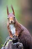 Red squirrel (Sciurus vulgaris) on a stump used as a bird feeder in winter, Country garden, Lorraine, France