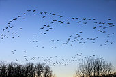 Sandhill crane (Grus grus) Flight of a group over a forest pond in winter in search of a dormitory, Massif de la Reine near Toul, Lorraine, France