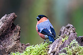 Bullfinch (Pyrrhula pyrrhula) Male on a stump in winter, Country garden, Lorraine, France