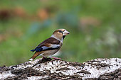 Hawfinch (Coccothraustes coccothraustes) Male on a stump in winter, Country garden, Lorraine, France