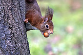 Red squirrel (Sciurus vulgaris) climbing down a tree with a nut in its mouth in winter, Country garden, Lorraine, France