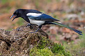 Eurasian magpie (Pica pica) on a stump used as a bird feeder in late winter, with a hazelnut in its beak, Country garden, Lorraine, France