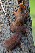 Red squirrel (Sciurus vulgaris) climbing a tree trunk in search of hidden winter nuts, Country garden, Lorraine, France