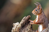 Red squirrel (Sciurus vulgaris), Profile portrait on an old stump in winter, Country garden, Lorraine, France