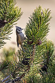 Crested tit (Lophophanes cristatus) on a black pine in late winter, Vosges countryside near Gérardmer, France