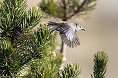 Crested tit (Lophophanes cristatus) flying from a black pine with a seed in its beak at the end of winter, Vosges countryside near Gérardmer, France