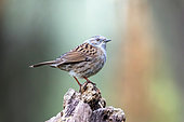Dunnock (Prunella modularis) on a stump in late winter, Country garden, Lorraine, France