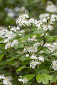 Midland hawthorn (Crataegus laevigata) leaves and flowers, Gers, France