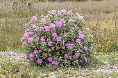 Grey-leaved cistus (Cistus albidus), Bouches-du-Rhone, France