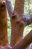 Ecorce lisse et rougeâtre d'Arbousier (Arbutus x thuretiana)