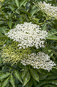 Elder (Sambucus nigra) flower clusters