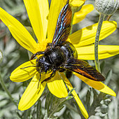 Violet Carpenter Bee (Xylocopa violacea) female on a Euryops flower in winter, Vaucluse, France