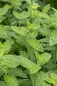 Strawberry mint or Mentha x piperita 'Strawberry'