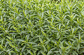Lemon savory (Satureja montana citridodora)