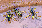 Paper wasps (Polistes dominula) drinking from a terracotta saucer pot, Alpes-de-Haute-Provence, France