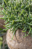 Mistletoe cactus (Rhipsalis burchellii) in coconut husk hanging pot (Kokodama)