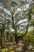 Jardin Botanique de Vauville, Jardin du Voyageur, Manche, Normandy, France
