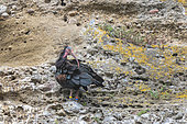 Northern Bald Ibis (Geronticus eremita), Austria