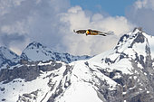 Bearded Vulture (Gypaetus barbatus) flying, Italy