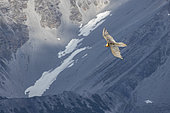 Bearded Vulture (Gypaetus barbatus) flying, Italy