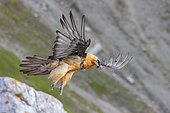 Bearded Vulture (Gypaetus barbatus) flying, Italy