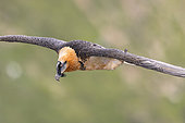 Bearded Vulture (Gypaetus barbatus) flying, Italy