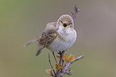 Willow Warbler (Phylloscopus trochilus) singing, perched on a branch, North-Rhine-Westphalia, Germany