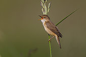 Marsh Warbler (Acrocephalus palustris) singing, North Rhine-Westphalia, Germany