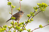 Dunnock (Prunella modularis) singing, perched on a branch, Netherlands