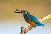 Common Kingfisher (Alcedo atthis) with dragonfly larva prey in its beak, North-Rhine Westphalia, Germany