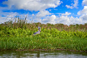 Shoebill (Balaeniceps rex), Mabamba swamp, Uganda