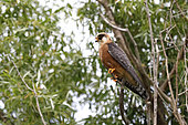Red-footed Falcon (Falco vespertinus), female perched in a tree. Danube Delta. Romania