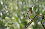Squacco Heron (Ardeola ralloides) on a branch with a frog in its beak. Danube Delta. Romania