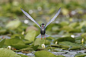 Whiskered tern (Chlidonias hybrida) calling in head-on flight. Danube Delta. Romania