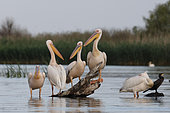 White pelicans (Pelecanous onocrotalus) on a stump in the Danube delta, Romania