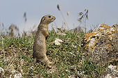 European ground squirrel (Spermophilus citellus) standing on its hind legs in a meadow in Romania