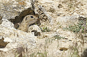 European ground squirrel (Spermophilus citellus) emerging from its burrow. Romania