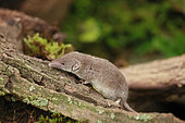Greater White-toothed Shrew (Crocidura russula) on an old stump, Alsace, France