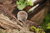 Greater White-toothed Shrew (Crocidura russula) on an old stump, Alsace, France
