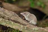 Greater White-toothed Shrew (Crocidura russula) on an old stump, Alsace, France