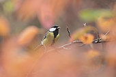 Great tit (Parus major) with a blurred foreground in autumn colors, France