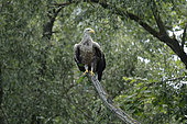 White-tailed eagle (Haliaeetus albicilla) on a willow branch at the water's edge. Danube Delta. Romania