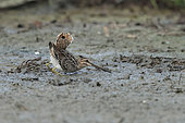 Snipe (Gallinago gallinago) on the ground, alert to danger from above, Alsace, France