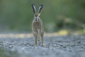 Young European hare (Lepus europaeus) running from the front, Alsace, France