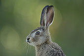 European Hare (Lepus europaeus) portrait of a youngster in profile, Alsace, France