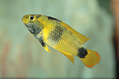 Panda dwarf cichlid (Apistogramma nijsseni) female in profile in aquarium