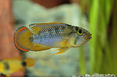 Panda dwarf cichlid (Apistogramma nijsseni) male in profile in aquarium
