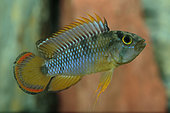 Panda dwarf cichlid (Apistogramma nijsseni) male in profile in aquarium